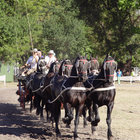 TEAM OF EIGHT HIGH-STEPPING AT THE AGRI & ARTS FESTIVAL - Villiersdorp Tourism - Xplorioâ„¢ Villiersdorp